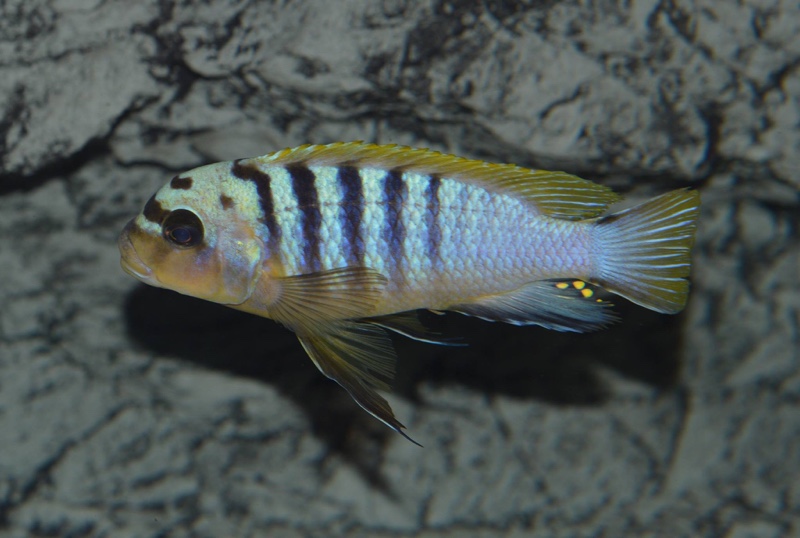 Maylandia sp. 'hajomaylandi pombo' Pombo Rocks